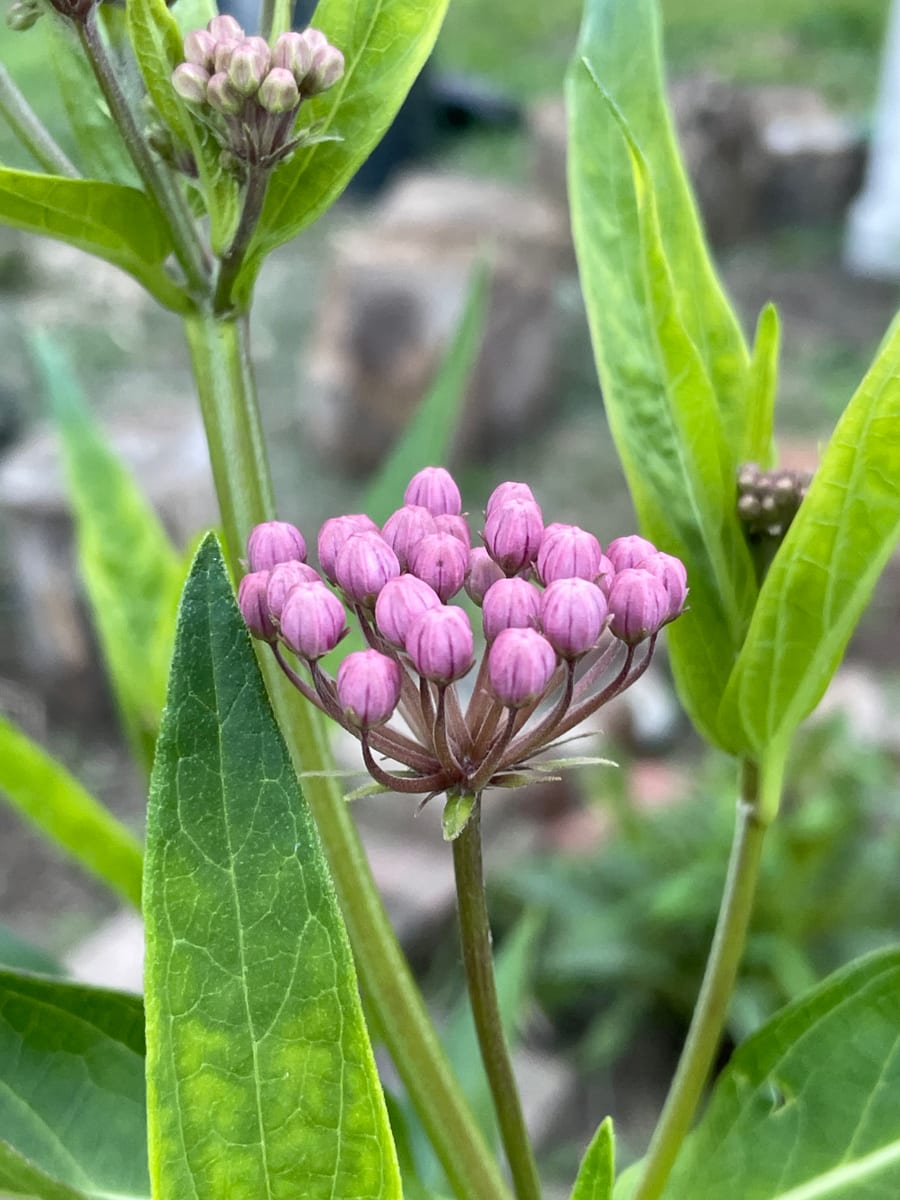 Milkweed
