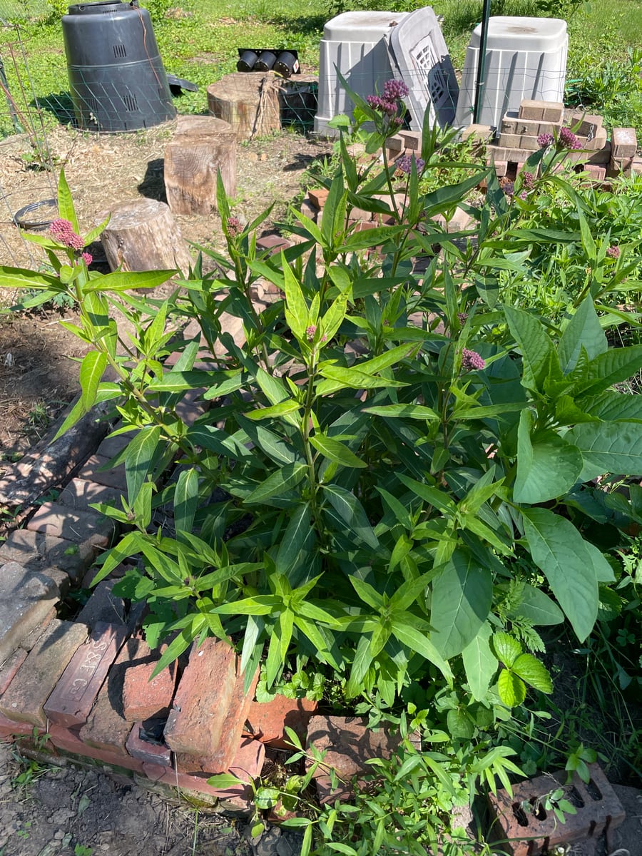 Milkweed