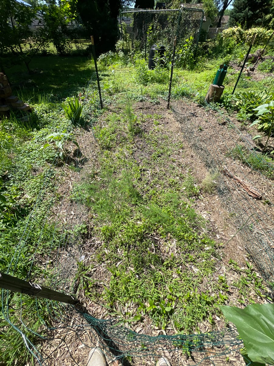 Asparagus